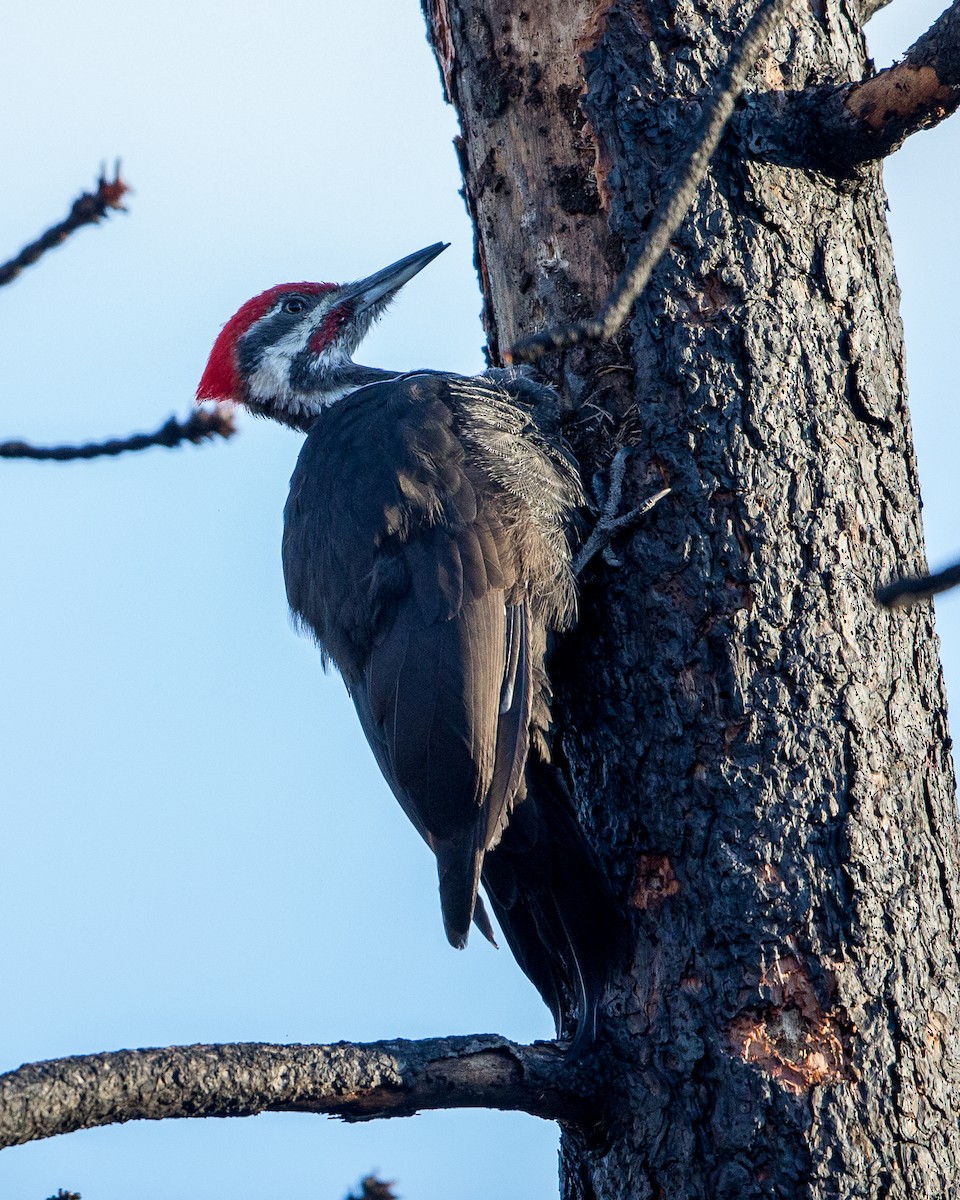 Pileated Woodpecker - Bruce Cyganowski