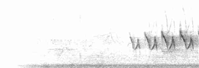 Paruline à croupion jaune (auduboni) - ML242582561