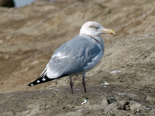 Herring Gull - Gena Zolotar