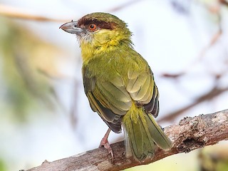 Adulte (Yellow-backed) - Cesar Ponce - ML242584611