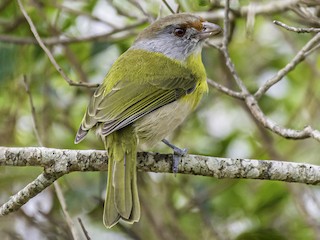 Adult (Ochre-crowned) - Amed Hernández - ML242584631