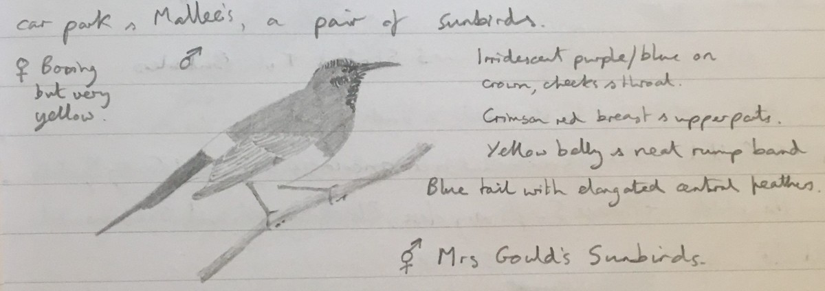 Mrs. Gould's Sunbird (Scarlet-breasted) - ML242585991