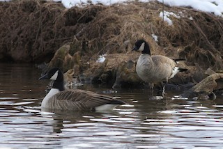 Cackling Goose (Richardson's), ML24258691