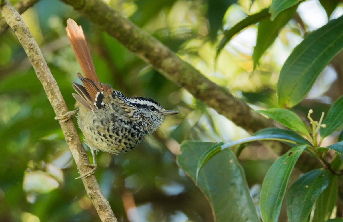 Rufous-tailed Antbird - Luana Bianquini
