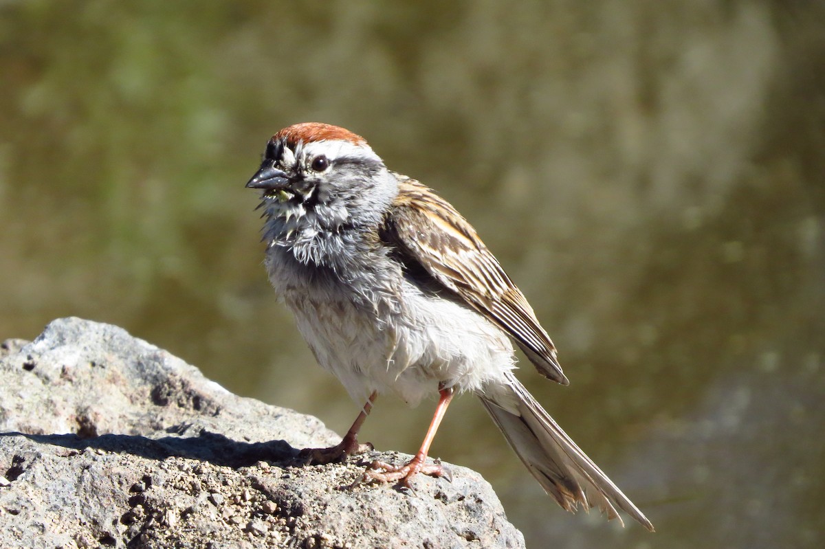 Chipping Sparrow - ML242589331