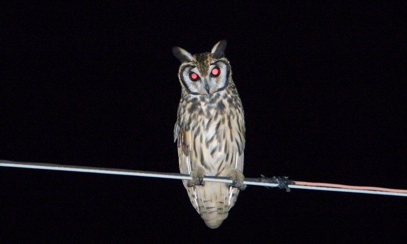 Striped Owl - Eduardo Freitez Gassán