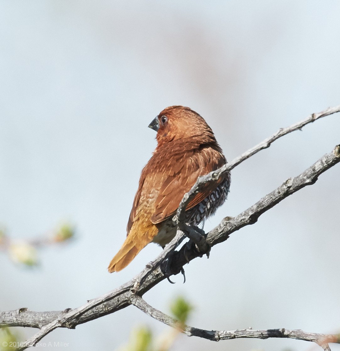 Scaly-breasted Munia - Brooke Miller