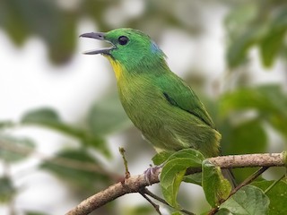 ミドリモズ - eBird