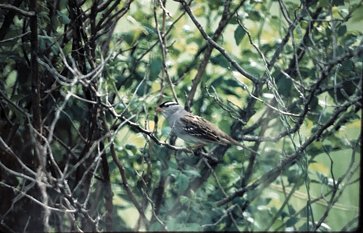 White-crowned Sparrow - Scott Jackson