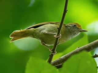  - Ochre-crowned Greenlet