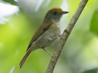  - Ochre-crowned Greenlet