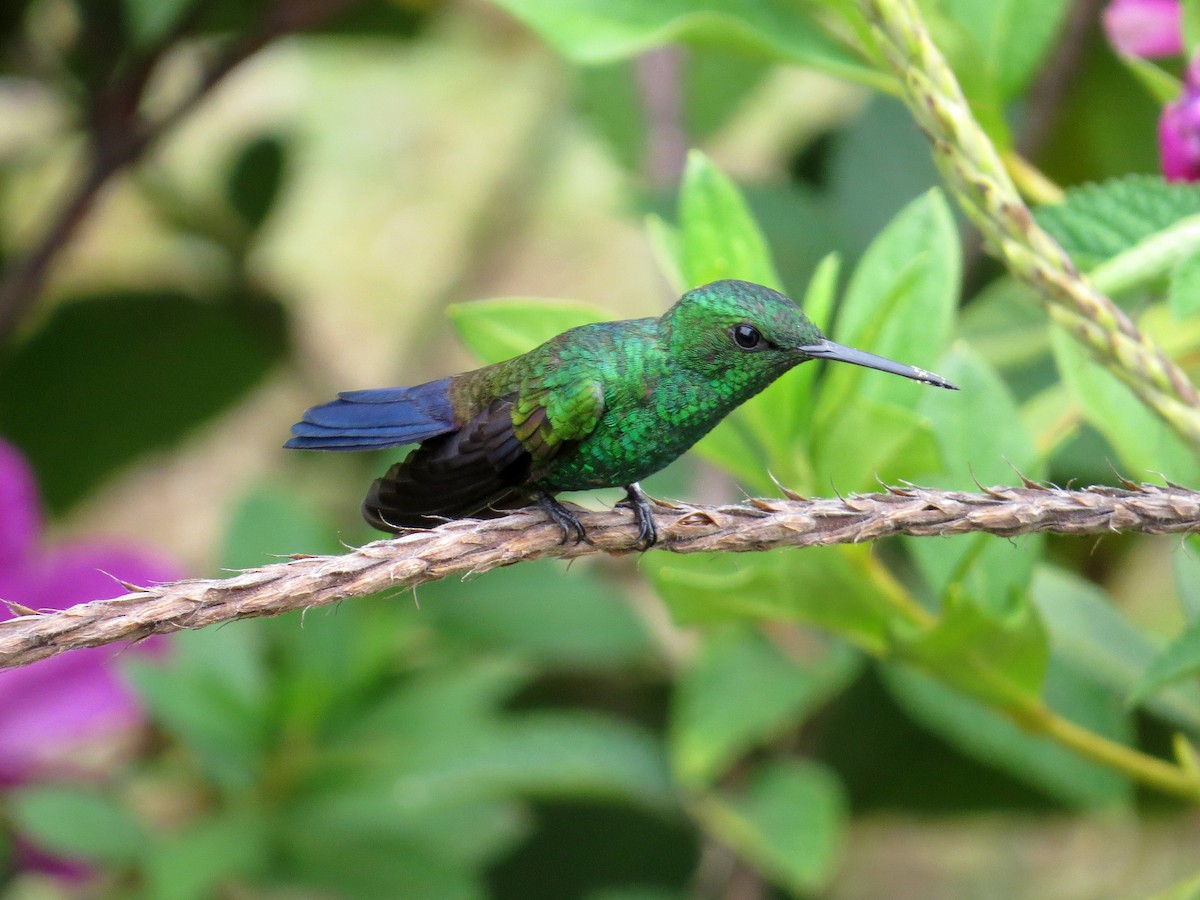 Blue-vented Hummingbird - Karen Wosilait