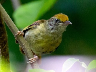  - Ochre-crowned Greenlet