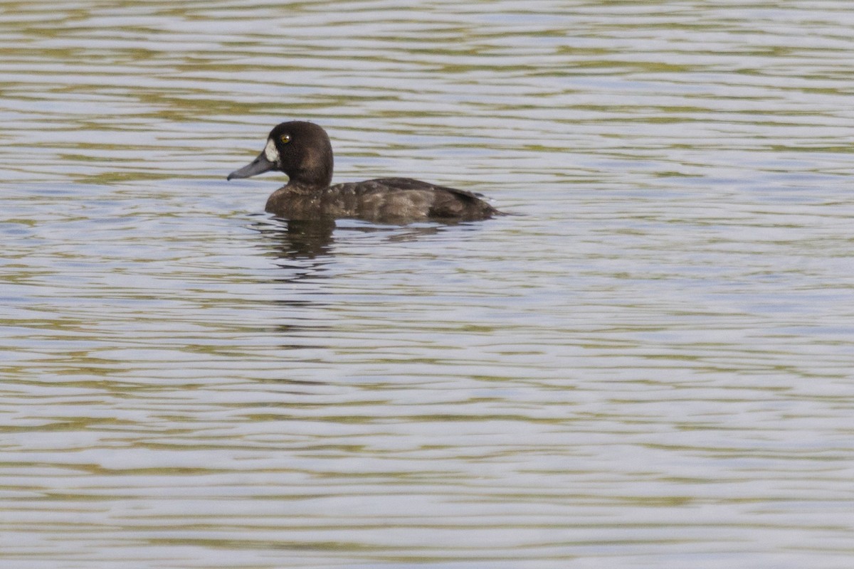Greater Scaup - Yarky Moguel