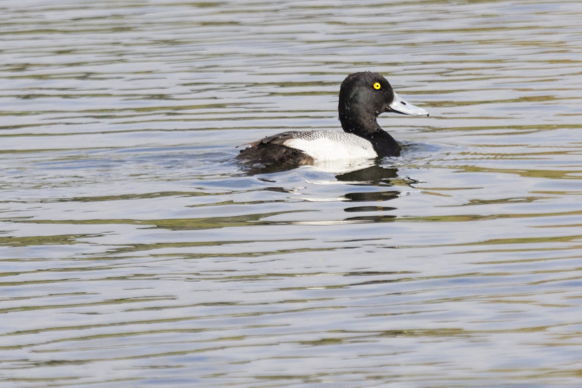 Greater Scaup - Yarky Moguel