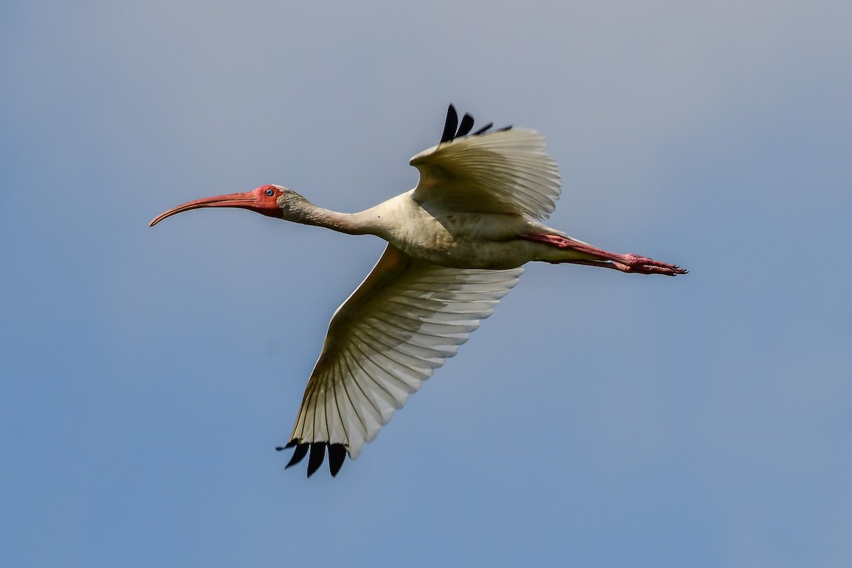 ibis bílý - ML242599321