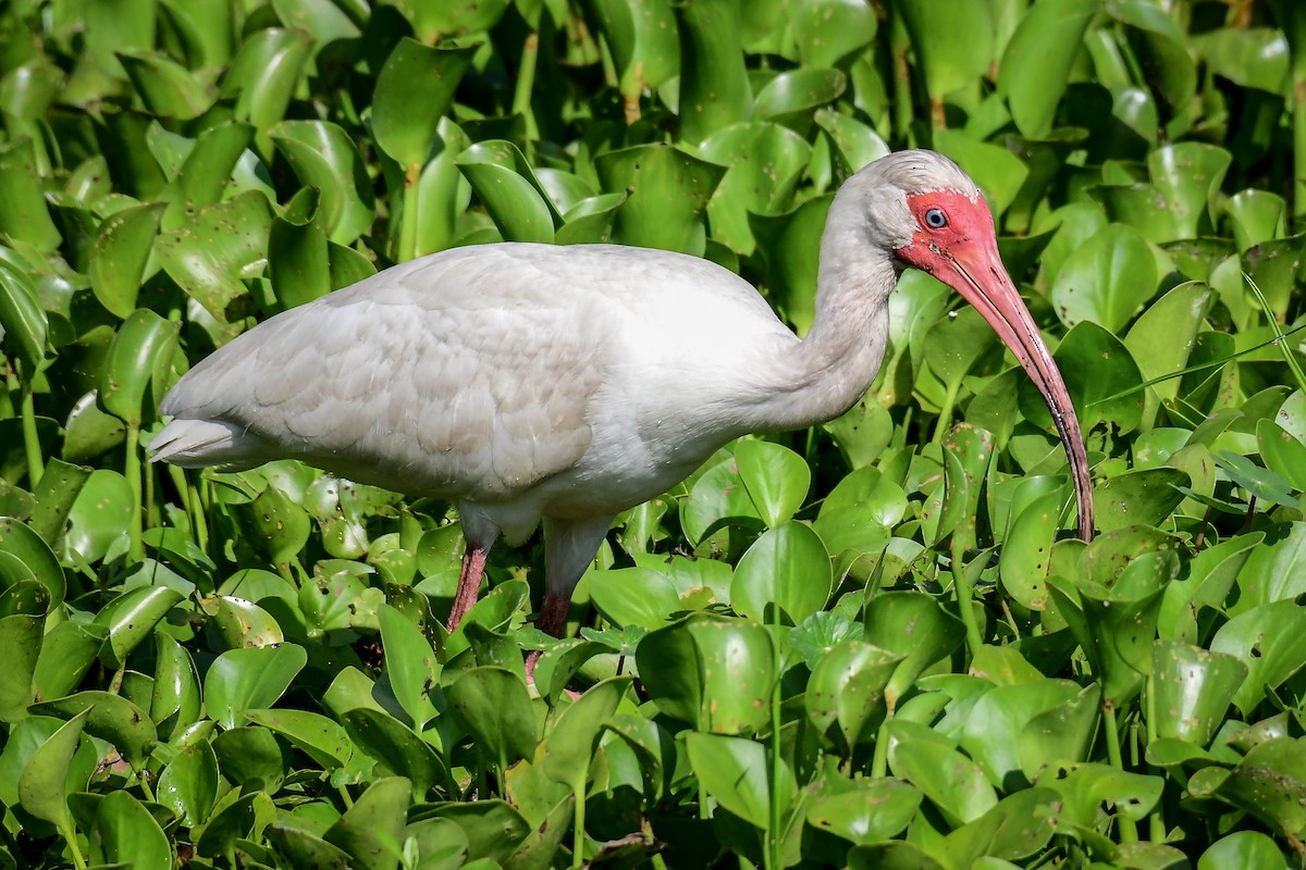 ibis bílý - ML242599331