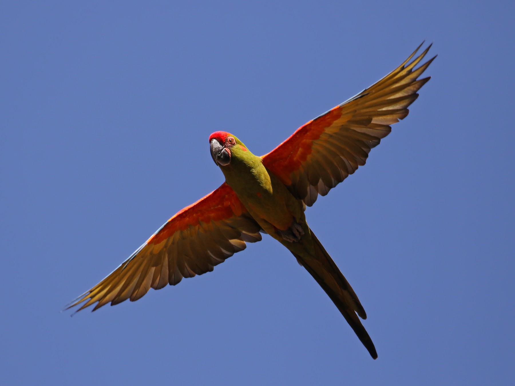 Red-fronted Macaw - Jay McGowan