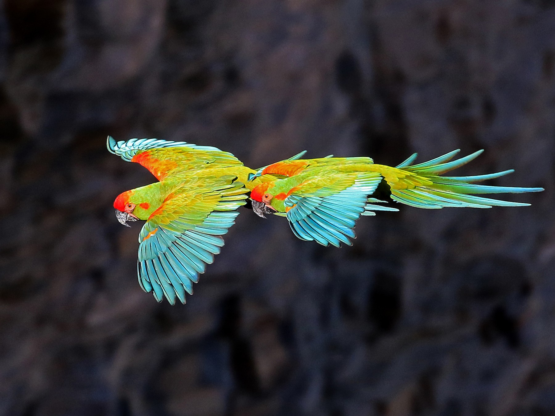 Red-fronted Macaw - Phillip Edwards