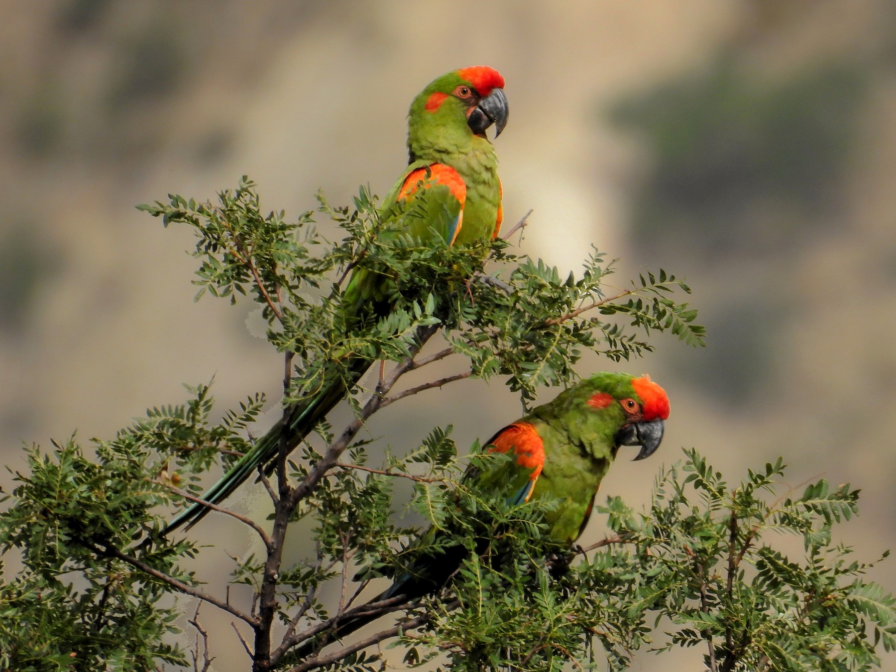 Red-fronted Macaw - Dirk Dekker
