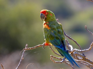 Red-fronted Macaw - eBird