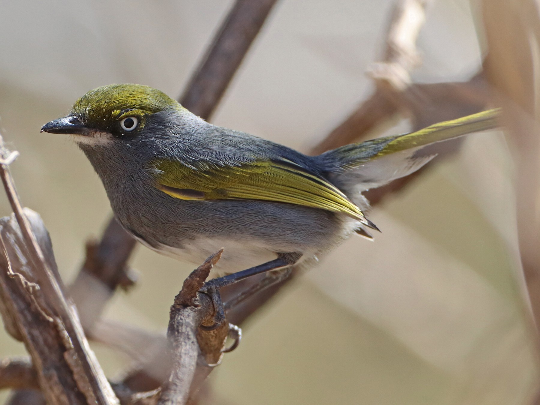 Slaty Vireo - eBird