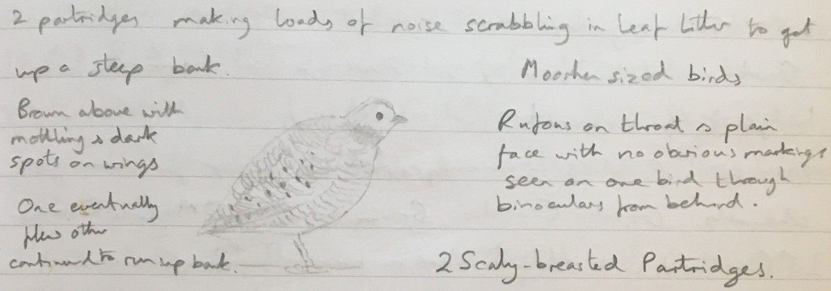 Scaly-breasted Partridge - Andy Parkes