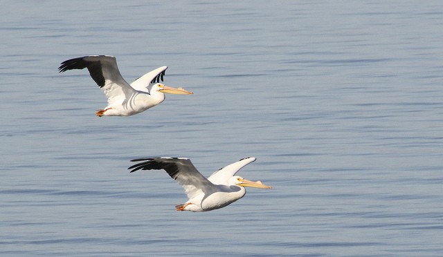 American White Pelican - Millie and Peter Thomas