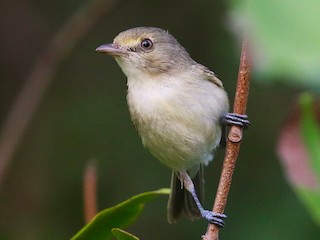 Adult (Southern Central America) - Anonymous - ML242608311