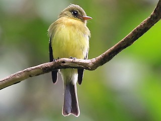  - Tufted Flycatcher (South American)