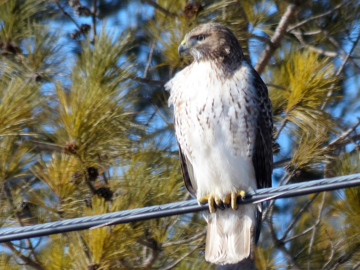 Red-tailed Hawk - ML24261351