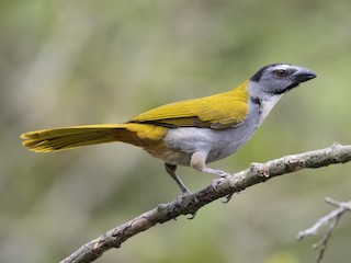 Black-headed Saltator - eBird