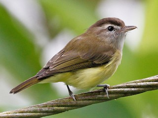  - Brown-capped Vireo