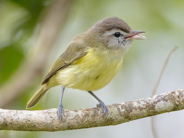  - Brown-capped Vireo - 