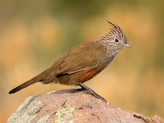 Crested Gallito - eBird