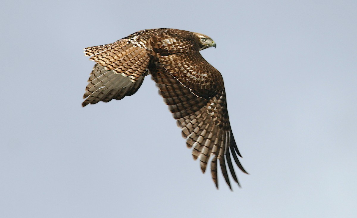 Red-tailed Hawk (calurus/alascensis) - ML242617251