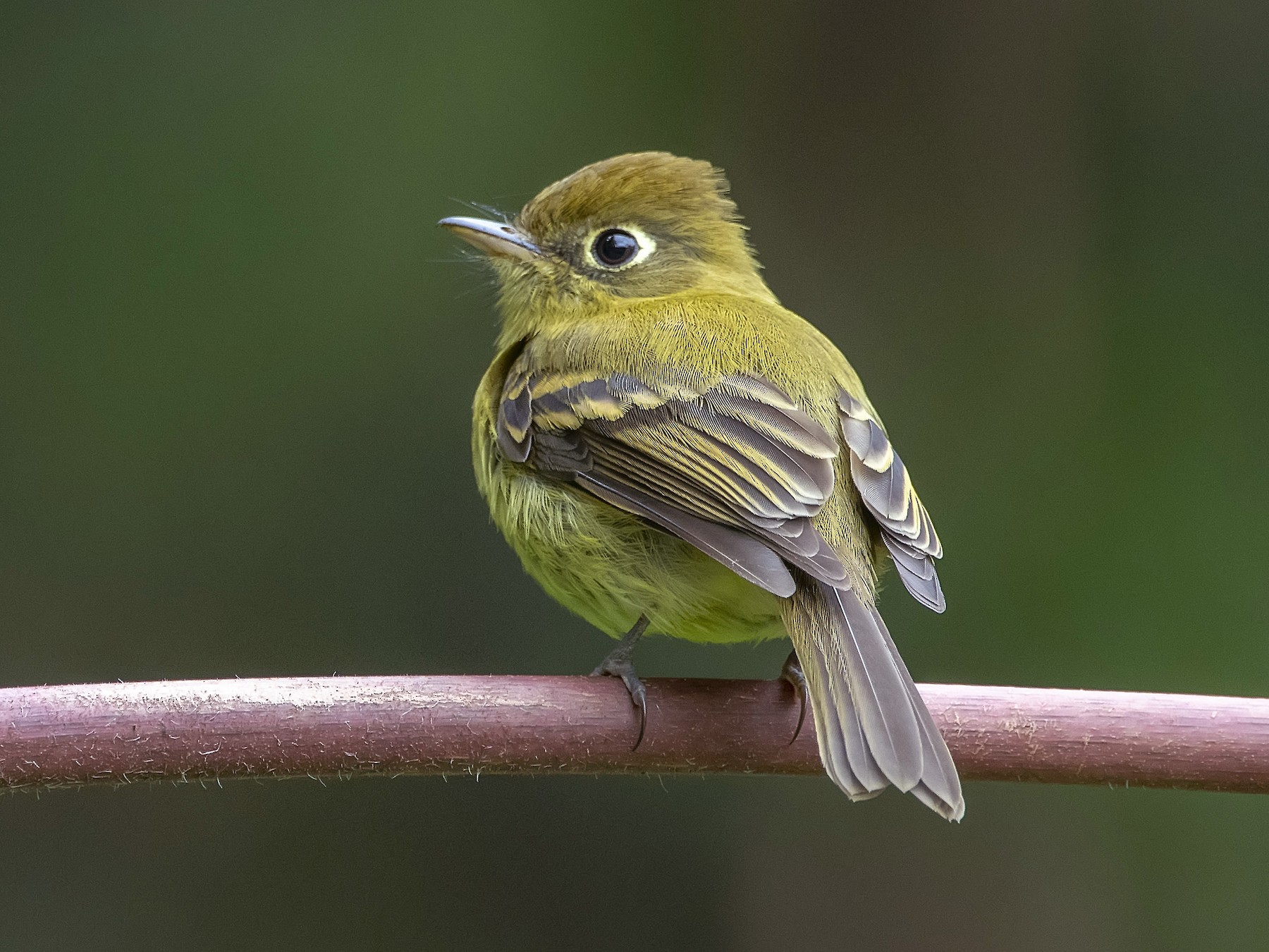 Yellow flycatcher on sale