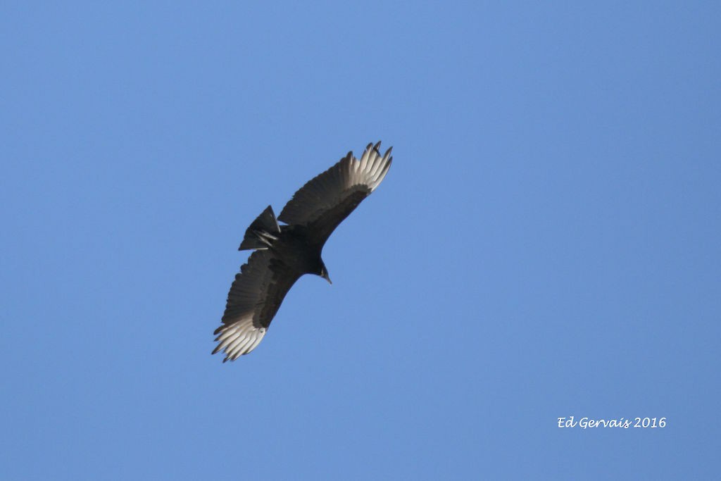 Black Vulture - ML24261961