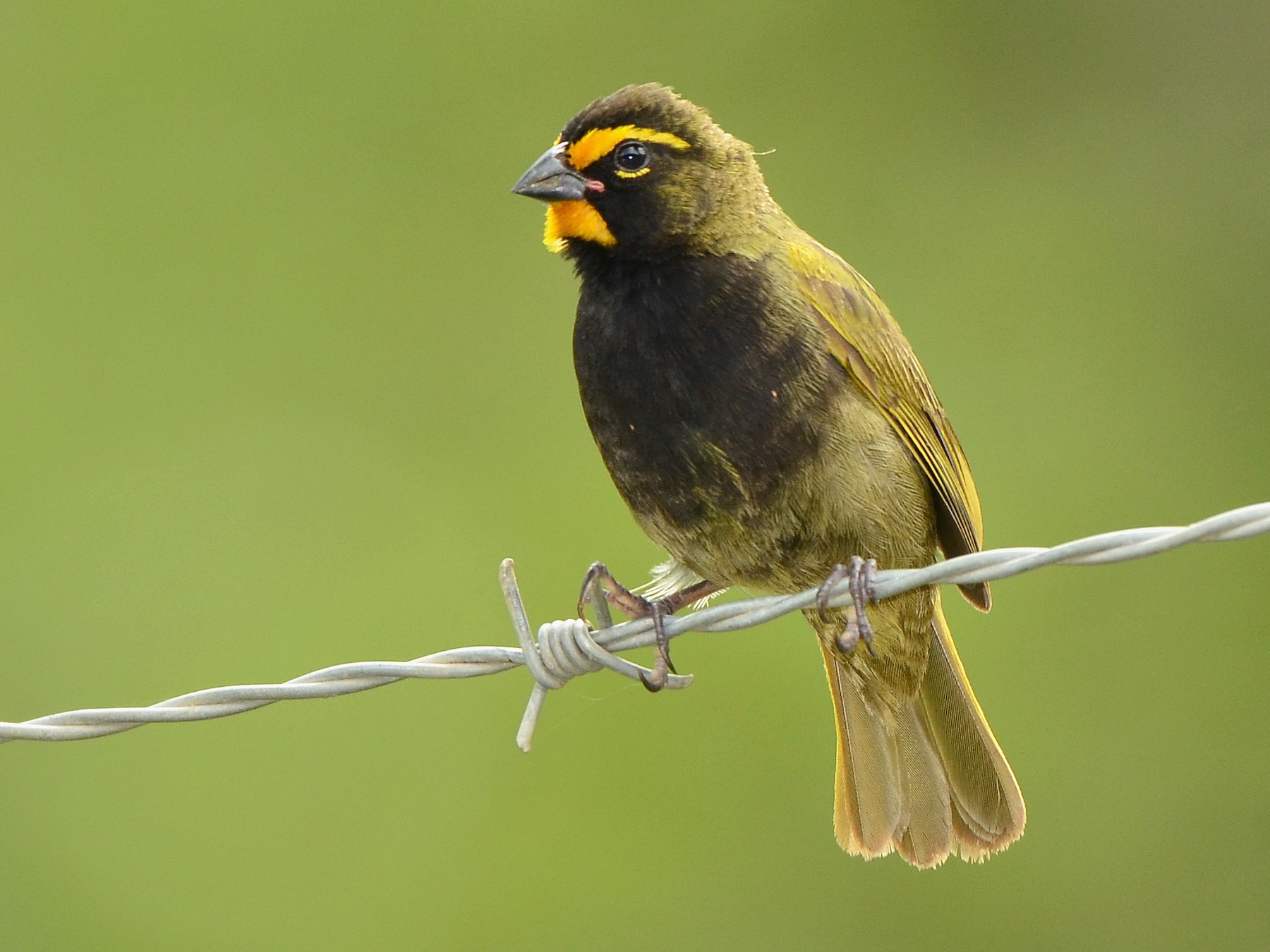 Yellow-faced Grassquit - eBird