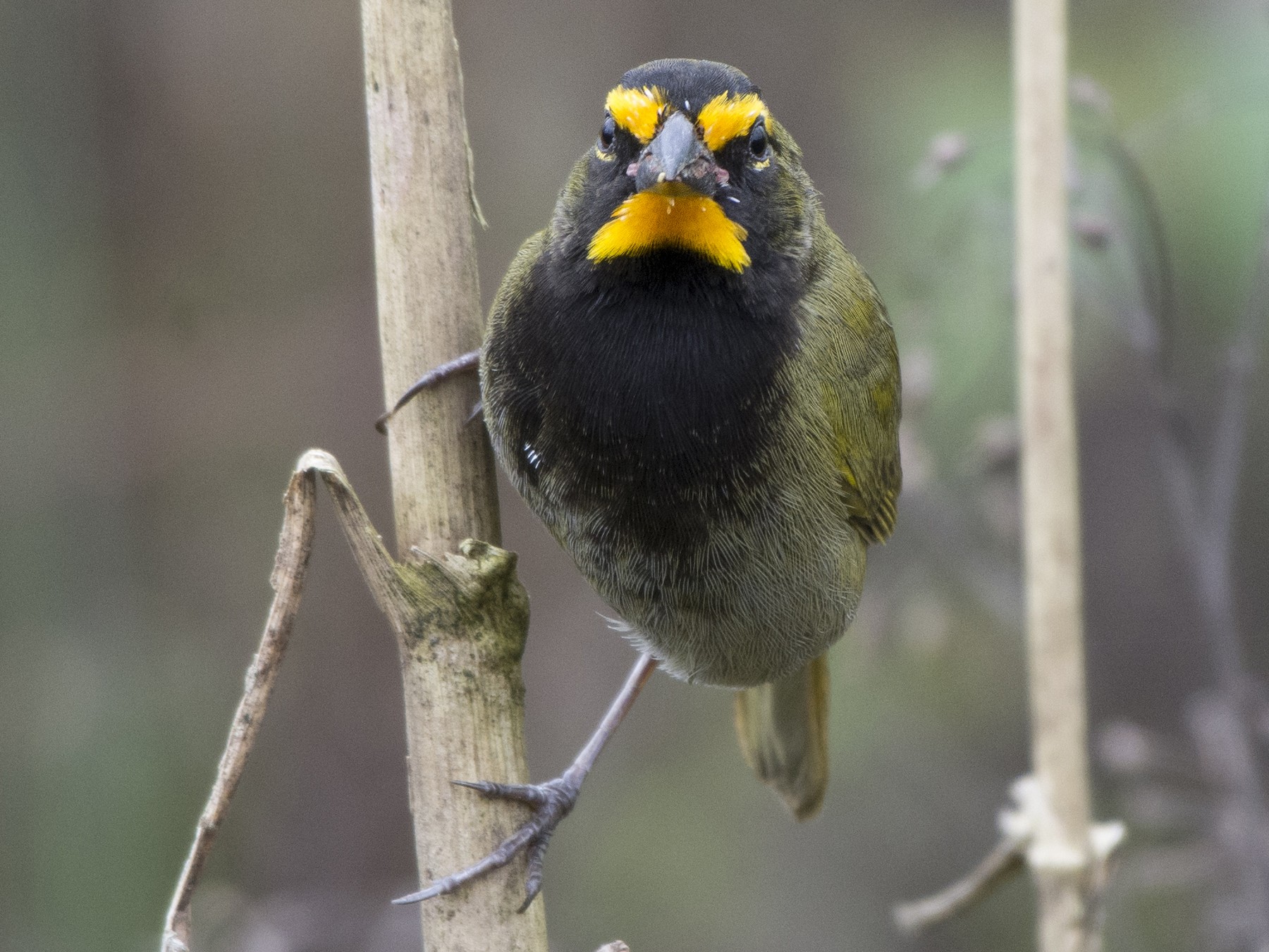 Yellow-faced Grassquit - Carlos Echeverría