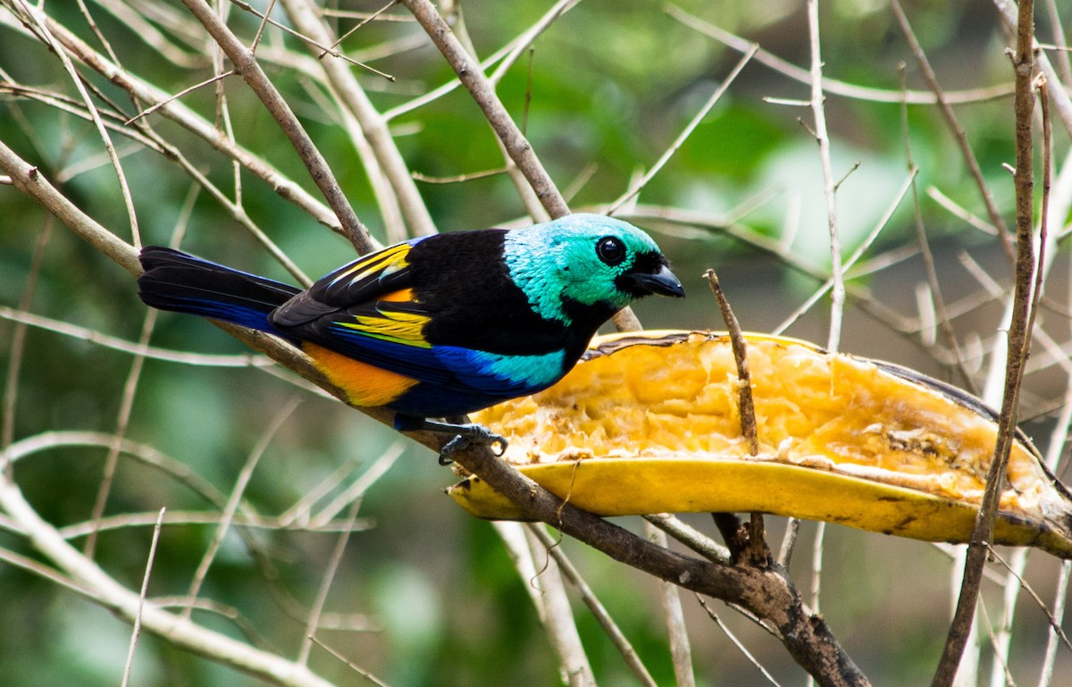 Seven-colored Tanager - ML242624791
