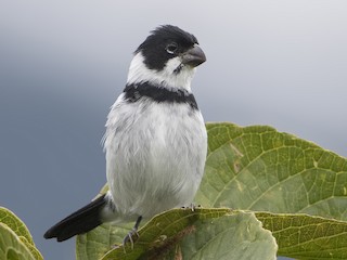  - Variable Seedeater