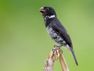  - Variable Seedeater