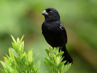 นกเพศผู้เต็มวัย (Black) - Andrey Navarro Brenes - ML242626601