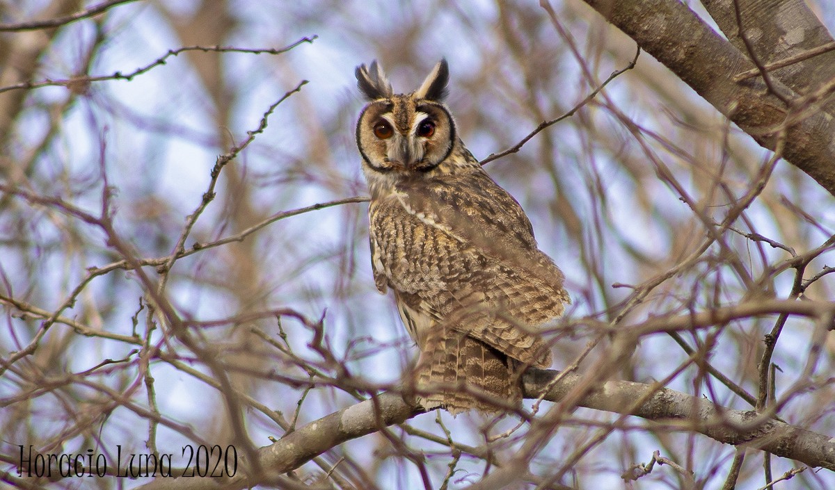 Striped Owl - ML242627981