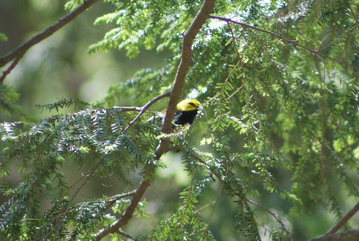Black-throated Green Warbler - ML242628121