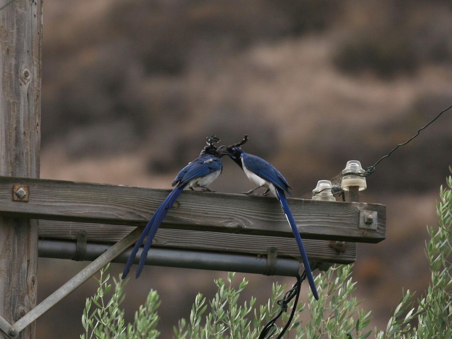 Black-throated Magpie-Jay - Kerry Ross