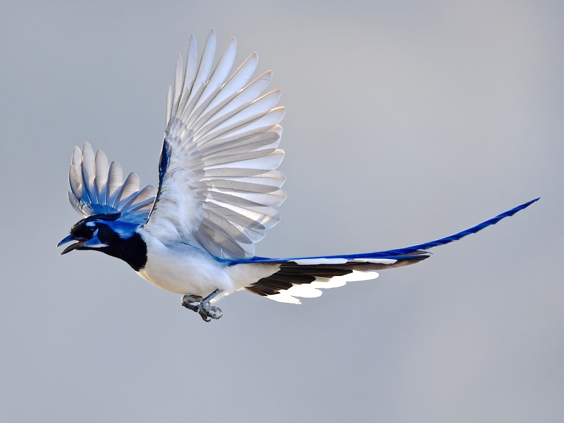 Black-throated Magpie-Jay - Gerald Friesen