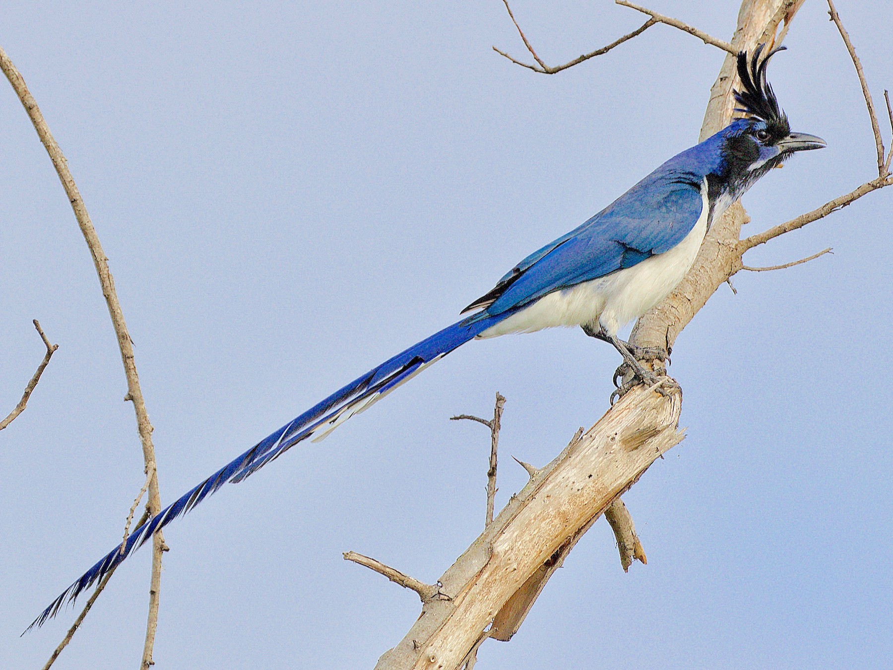 Black-throated Magpie-Jay - Allen Bond