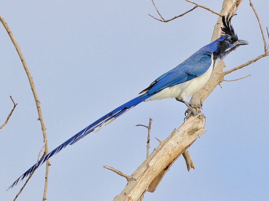 What kind of long-tailed white, blue and black bird is this? - Quora